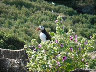 Puffin